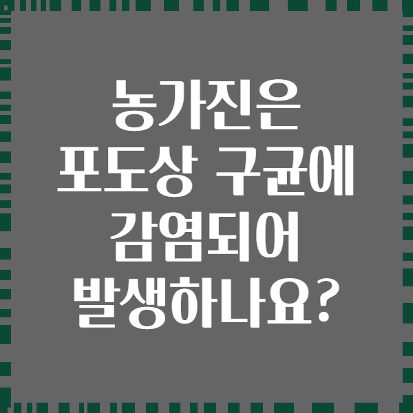 농가진은 포도상 구균에 감염되어 발생하나요?