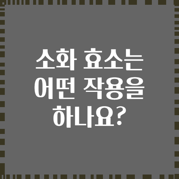 소화 효소는 어떤 작용을 하나요?