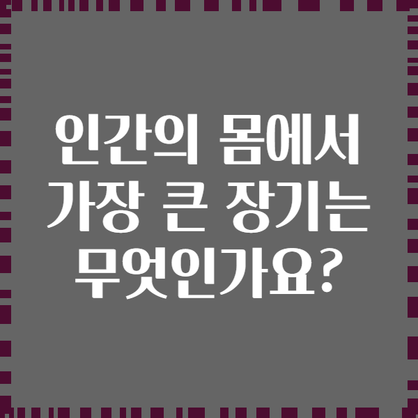 인간의 몸에서 가장 큰 장기는 무엇인가요?