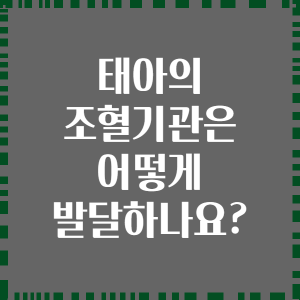 태아의 조혈기관은 어떻게 발달하나요?