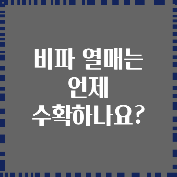 비파 열매는 언제 수확하나요?